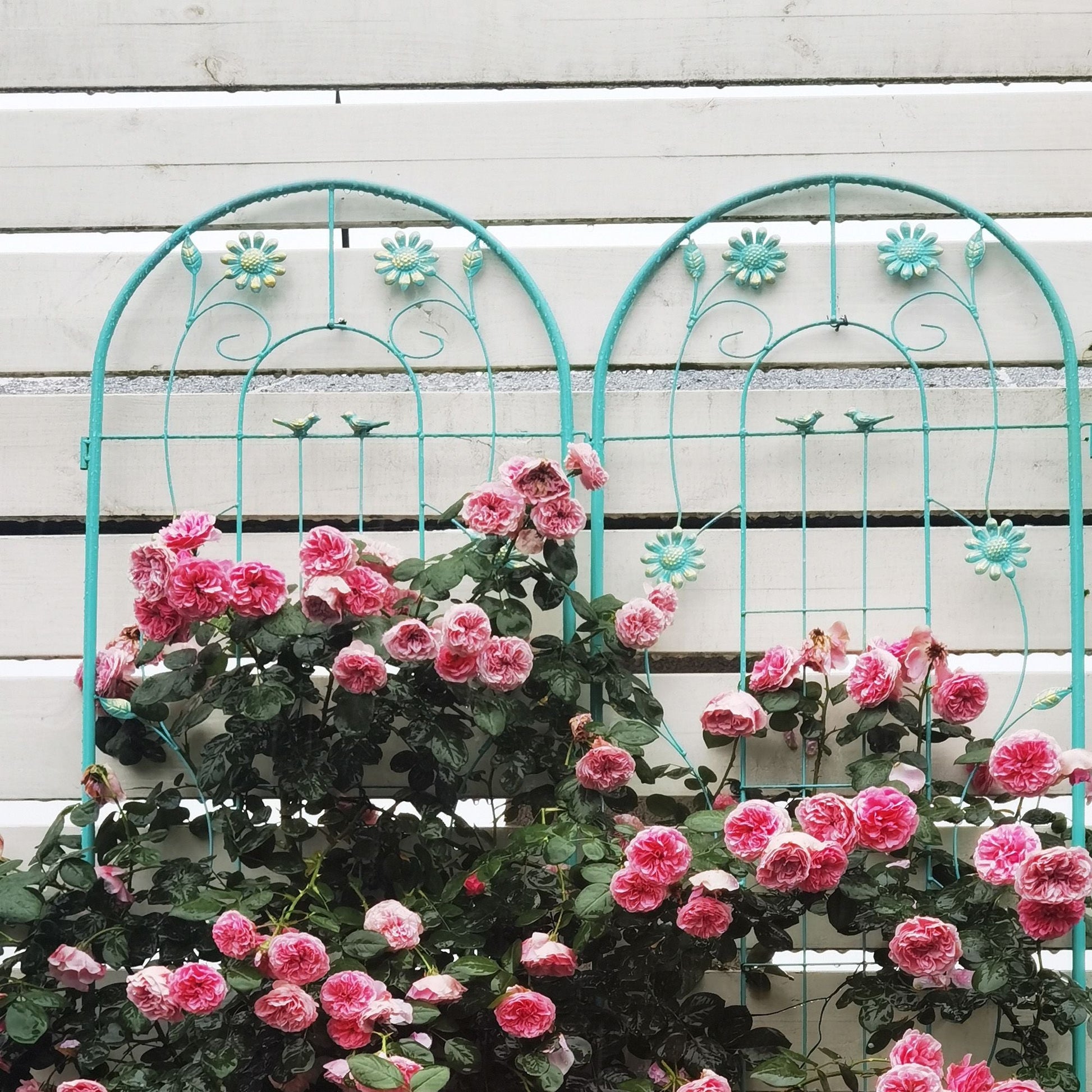 2 Pack 71" x 19.7" Metal Garden Trellis Rustproof Trellis for Climbing Plants Outdoor Flower Support Wrought Iron Ivy Vine Cucumbers Decorative(Green) New Era Fashion LLc
