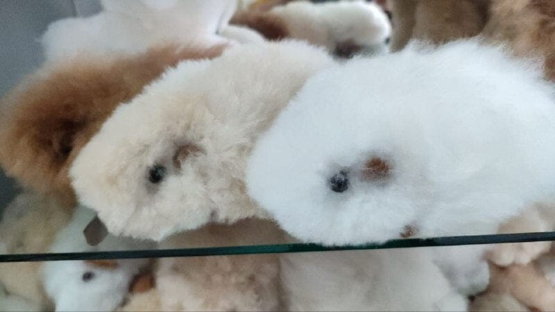 Fur Alpaca Guinea Pig ("Cuy") Purely Alpaca