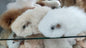 Fur Alpaca Guinea Pig ("Cuy") Purely Alpaca