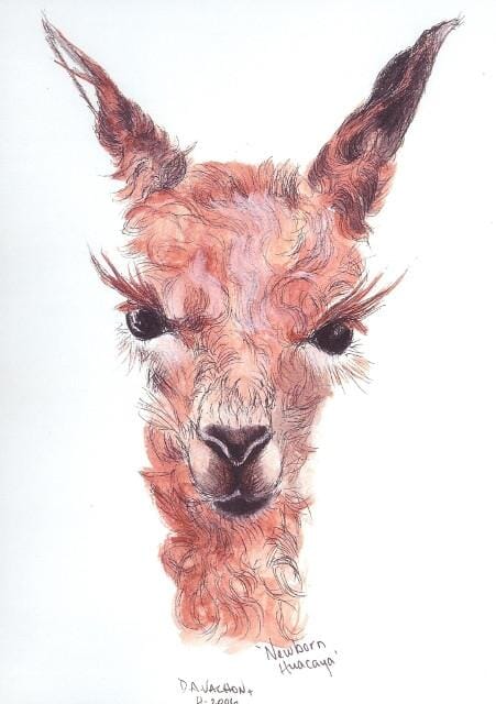 Newborn Alpaca Print Purely Alpaca