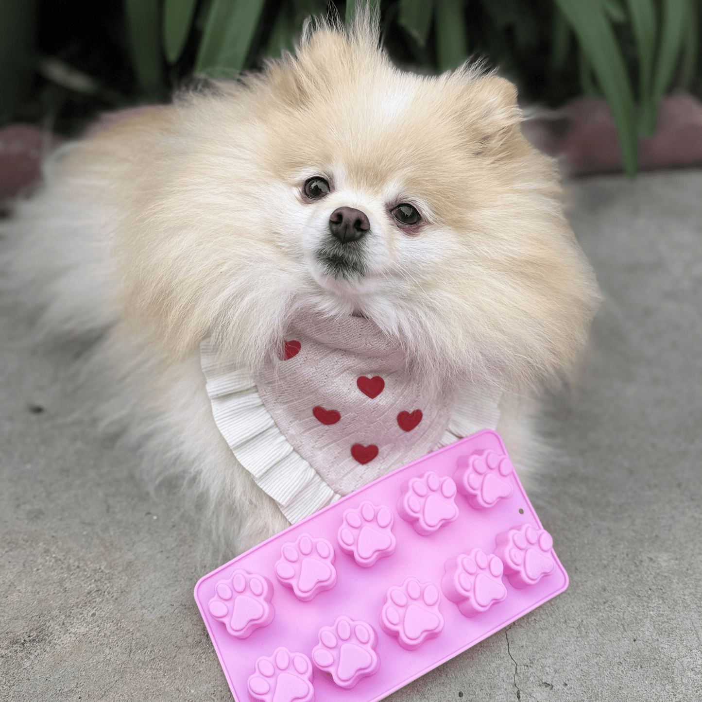 Pet Treat Molds Farm To Pet