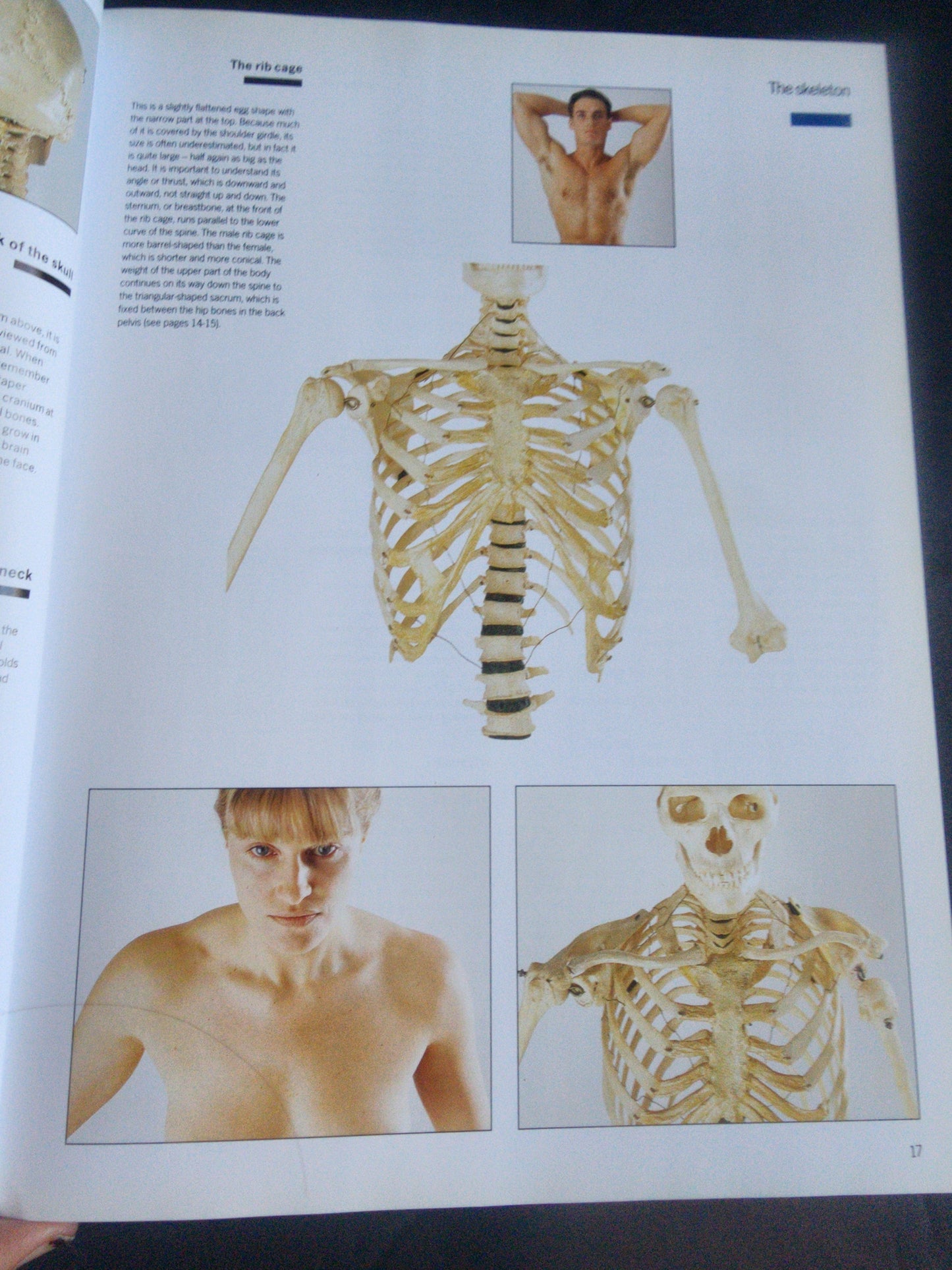 Complete Life Drawing Course by Diana Constance - Learn Figure Drawing & Anatomy Tennessee Junk Trunk