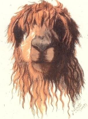 Shaggy Watercolor Alpaca Art Print Purely Alpaca